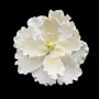 Peony Jumbo Flower - White