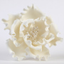 Peony Single-Extra Large- 6