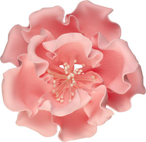 Peony Single-Extra Large- 6