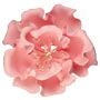 Peony Single-Extra Large- 6