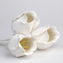 Tulip Singles - White Only