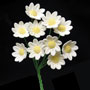 Daisy Mini Bunches - White