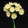 Daisy Mini Bunches - Yellow