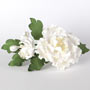 Peony Spray - White