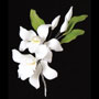 White Cymbidium Orchid Spray