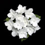 Hydrangea Bunches W/Leaves- White