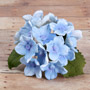 Hydrangea Bunches W/Leaves- Blue