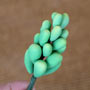 Green Ice Succulent Filler