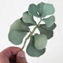 Jade Succulent Plant