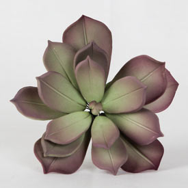 Kiwi Succulent