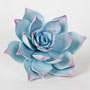 Desert Succulent - Blue