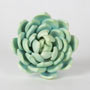 Snowball Succulent - Green