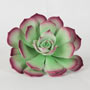 Desert Bloom Succulent - Green