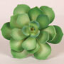 Starburst Succulent - Green