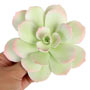 Starburst Succulent - Light Green