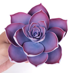 Medium Succulent  - Violet