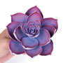 Medium Succulent  - Violet