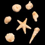 Sea Shells-Marble Caramel-Asst Sizes