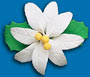 Poinsettia #100 Gumpaste 2-3/4