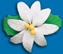 Poinsettia #200 Gumpaste 3-1/2
