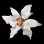 Poinsettia - Fancy Small White (Gumpaste