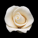 RR Roses - Rosebud - Ivory