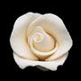 RR Roses - Rosebud - Ivory