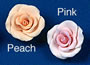 RR Roses - Medium - Peach