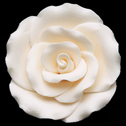 RR Roses - Large - Ivory