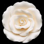 RR Roses - Large - Ivory