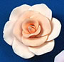 RR Roses - Ex-Large - Peach
