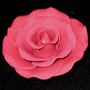 RR Roses - Ex-Large - Burgundy