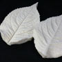 SN Hydrangea Leaf Veiner - Large