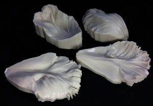 SN Parrot Tulip Petal Veiner Set - Large