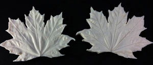 SN Maple Leaf Veiner - Medium