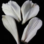 SN Alstroemeria Petal Veiner Set