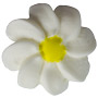Medium White Daisies