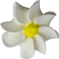 Large White Daisies