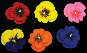 Pansies - Hot Color Assortment