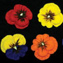 Pansies - Hot Color Assortment