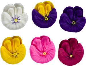 Pansies - Assorted