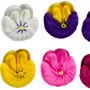 Pansies - Assorted