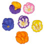 Pansies - New Style Assorted