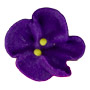 Violets - Minis