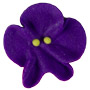 Violets - Small