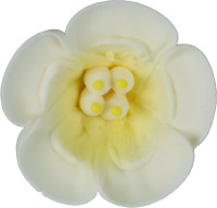 Petunias - White