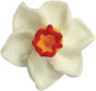 Narcissus Mini Royal Icing Flower