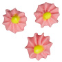 Pink Button Flowers/Yellow Ctr