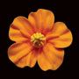 Hibiscus Icing Flower - Orange