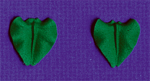 Leaf Icing - Green - 3/4